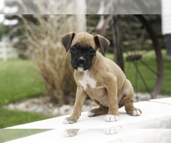 Medium Photo #2 Boxer Puppy For Sale in SHIPSHEWANA, IN, USA