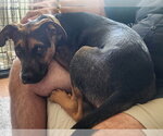 Small #9 Australian Shepherd Mix