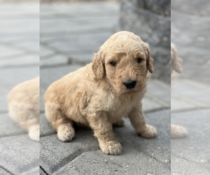 Goldendoodle Puppy for sale in MARYVILLE, MO, USA
