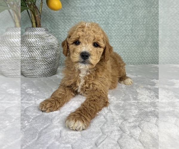 Medium Photo #9 Goldendoodle (Miniature) Puppy For Sale in FRANKLIN, IN, USA