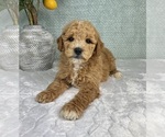 Small #8 Goldendoodle (Miniature)