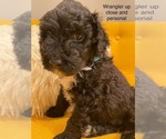 Puppy 3 Portuguese Water Dog