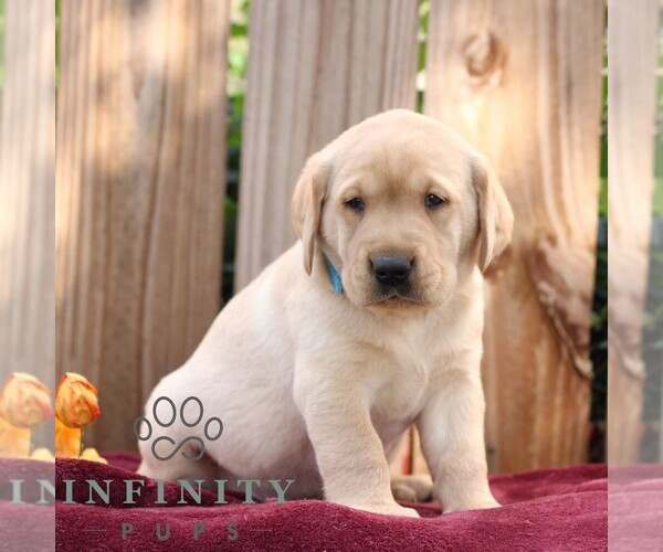 Medium Photo #6 Labrador Retriever Puppy For Sale in SHIPPENSBURG, PA, USA