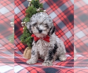 Poodle (Toy) Puppy for sale in QUARRYVILLE, PA, USA