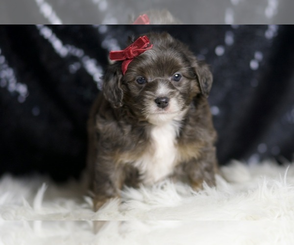 Medium Photo #5 Goldendoodle (Miniature) Puppy For Sale in WARSAW, IN, USA
