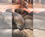 Small #8 German Shepherd Dog