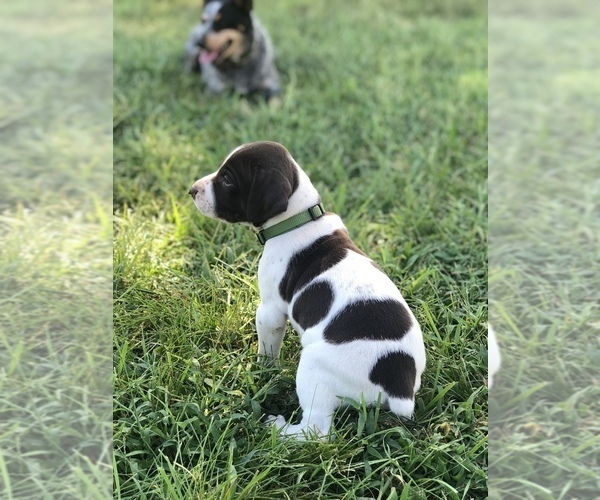 Medium Photo #1 German Shorthaired Pointer Puppy For Sale in SHELBYVILLE, TN, USA
