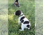 Small Photo #1 German Shorthaired Pointer Puppy For Sale in SHELBYVILLE, TN, USA