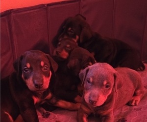 Doberman Pinscher Puppy for sale in CARLINVILLE, IL, USA