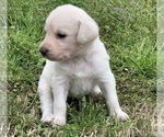 Small Photo #2 Labradoodle Puppy For Sale in GILMER, TX, USA