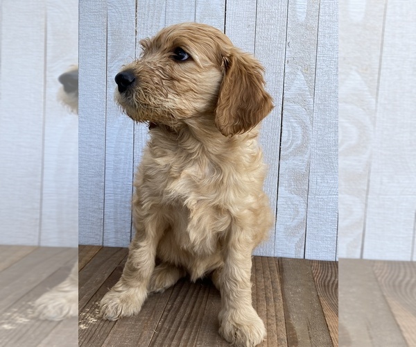 Medium Photo #4 Goldendoodle Puppy For Sale in MARBLE FALLS, TX, USA