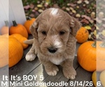 Litter of 7 - Male(s) and Female(s) Goldendoodle (Miniature)Litter of Puppies for Sale - Photo #9