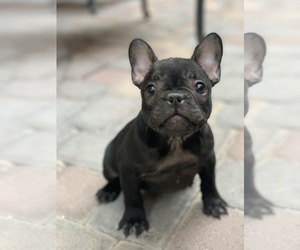 French Bulldog Puppy for sale in LAS VEGAS, NV, USA