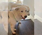 Small #3 Great Pyrenees