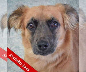 Boxer-Colonial Cocker Spaniel Mix Dogs for adoption in Huntley, IL, USA