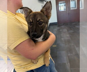 Mutt Dogs for adoption in Tarboro, NC, USA