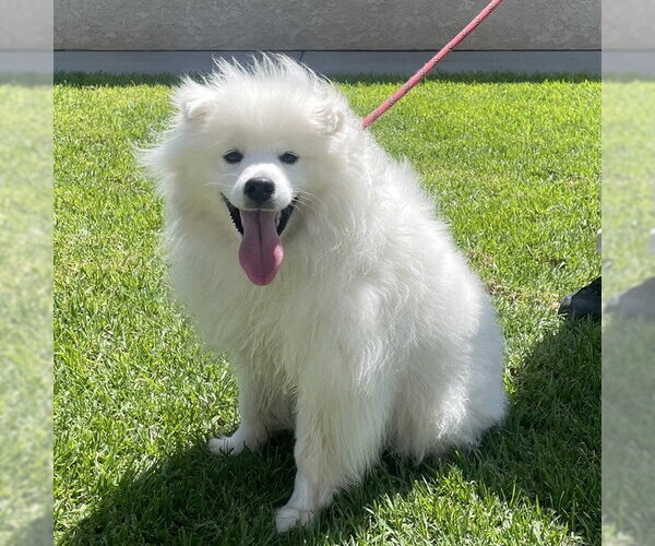 Medium Photo #1 American Eskimo Dog Puppy For Sale in Camarillo, CA, USA