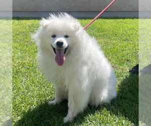 American Eskimo Dog Dogs for adoption in Camarillo, CA, USA