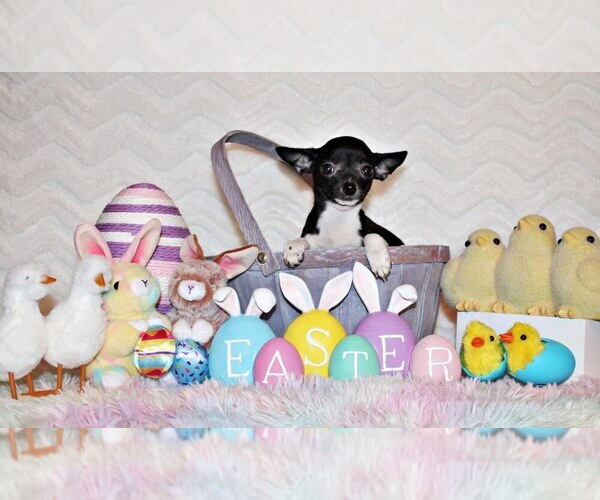 Medium Photo #1 Chihuahua Puppy For Sale in CHARLESTON, AR, USA