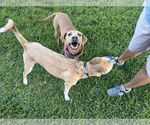 Small #1 Weimaraner Mix