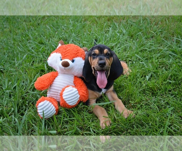 Medium Photo #5 Bloodhound Puppy For Sale in CORNING, AR, USA