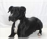 Small Great Dane