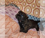 Small Photo #1 Cairn Terrier Puppy For Sale in METHUEN, MA, USA