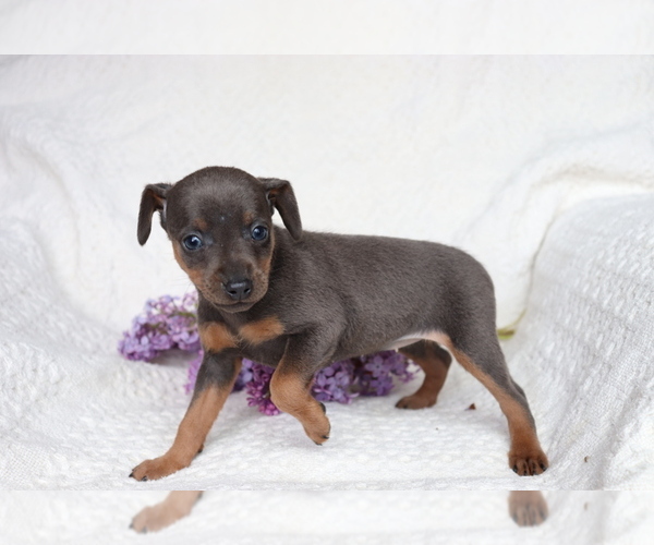 Medium Photo #2 Miniature Pinscher Puppy For Sale in SHILOH, OH, USA