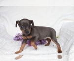Small Photo #2 Miniature Pinscher Puppy For Sale in SHILOH, OH, USA