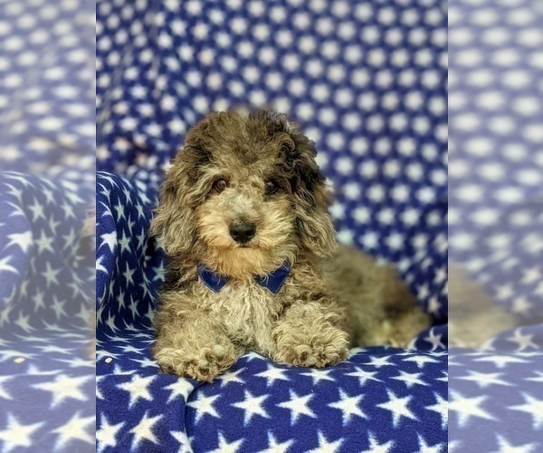 Medium Photo #5 Poodle (Miniature) Puppy For Sale in RISING SUN, MD, USA
