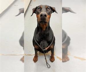 Doberman Pinscher Dogs for adoption in Peoria, IL, USA