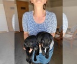 Small Photo #14 Labrador Retriever Puppy For Sale in WAGENER, SC, USA