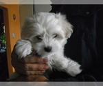 Small #6 Coton de Tulear