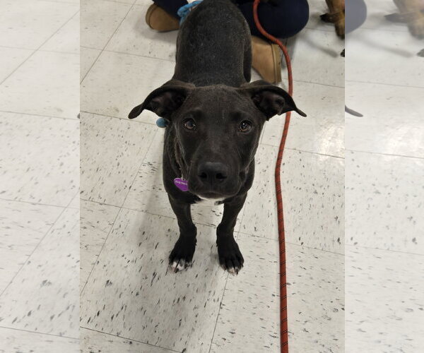 Medium Photo #14 American Pit Bull Terrier-Unknown Mix Puppy For Sale in Minneapolis, MN, USA