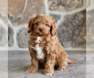 Cavapoo Puppy for sale in BIRD IN HAND, PA, USA