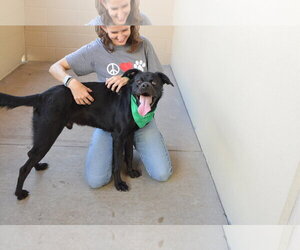 Granite - Male Labrottie Dog for Adoption - Photo #3