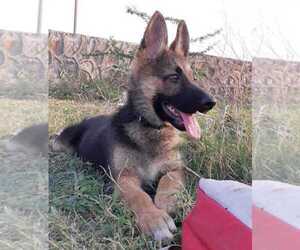 German Shepherd Dog Puppy for sale in E WATERTOWN, MA, USA