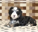Small #1 Bernedoodle (Miniature)