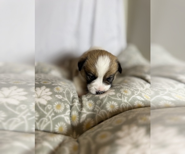 Medium Photo #9 Pembroke Welsh Corgi Puppy For Sale in GRAND RAPIDS, MI, USA