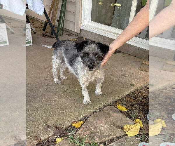 Medium Photo #16 Mutt Puppy For Sale in Boonton, NJ, USA