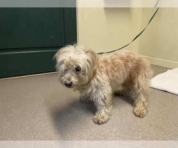 Medium Photo #1 Mutt Puppy For Sale in Pasadena, CA, USA