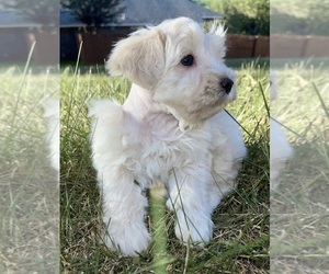 Schnauzer (Miniature) Puppy for Sale in PFLUGERVILLE, Texas USA