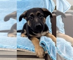 Small Photo #1 German Shepherd Dog Puppy For Sale in FRANKLIN, IN, USA