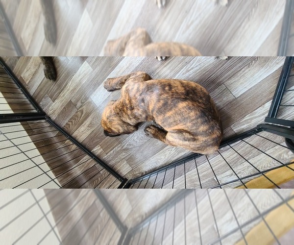 Medium Photo #1 Cane Corso Puppy For Sale in PORTLAND, OR, USA