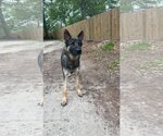 Small Photo #3 German Shepherd Dog-Unknown Mix Puppy For Sale in The Woodlands, TX, USA