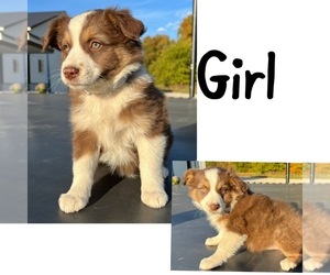 Miniature Australian Shepherd Puppy for sale in NEW WASHINGTN, IN, USA