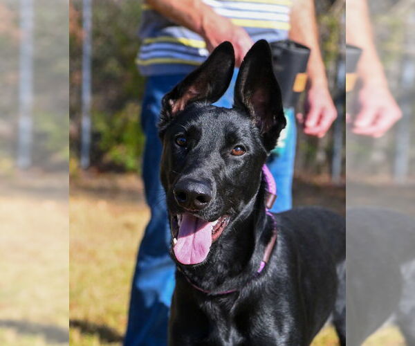 Medium Photo #4 Mutt Puppy For Sale in Glen Allen, VA, USA