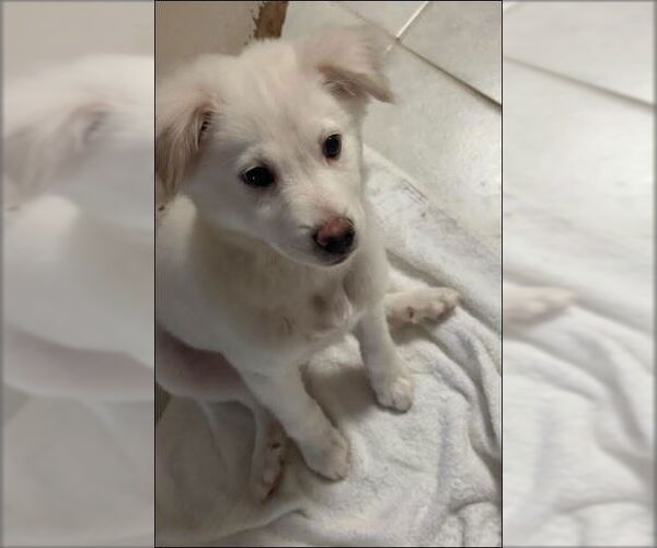 Medium Photo #12 Great Pyrenees-Red Heeler Mix Puppy For Sale in Houston, TX, USA