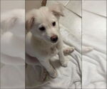 Small #11 Great Pyrenees-Red Heeler Mix