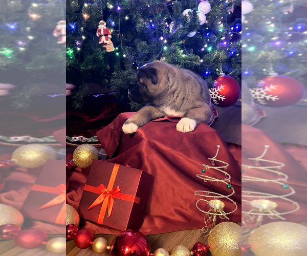 Medium Photo #7 Akita Puppy For Sale in LOUISVILLE, KY, USA